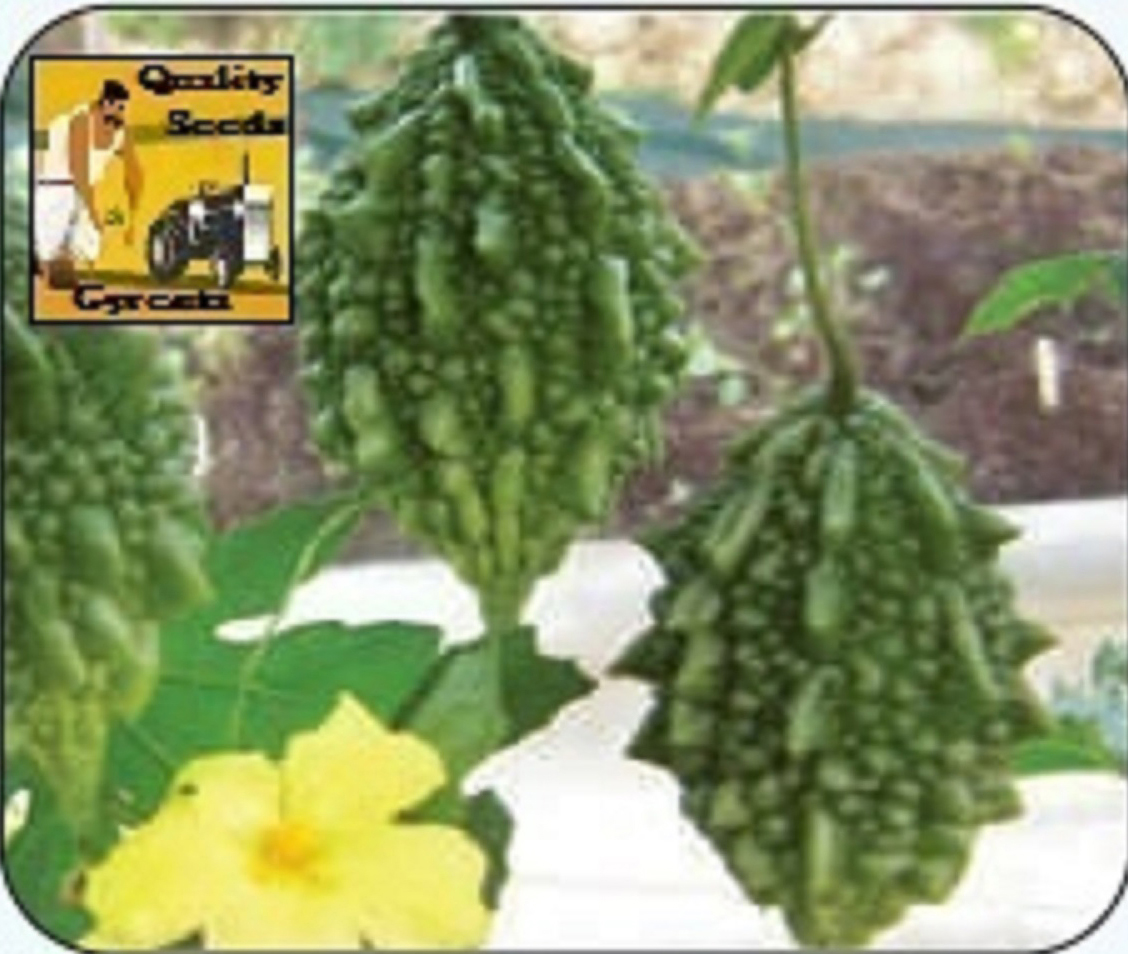 BitterGourd