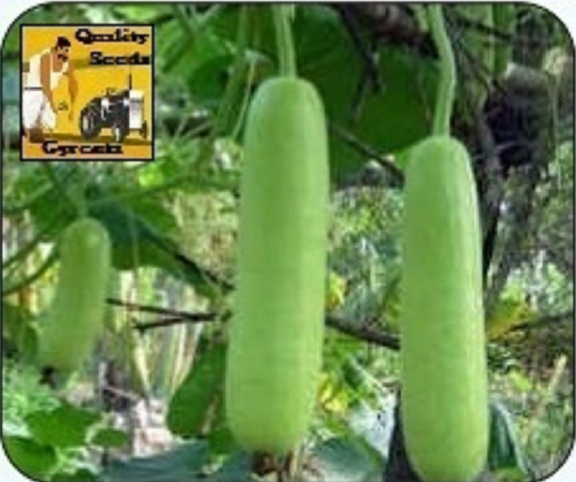 BOTTLE GOURD