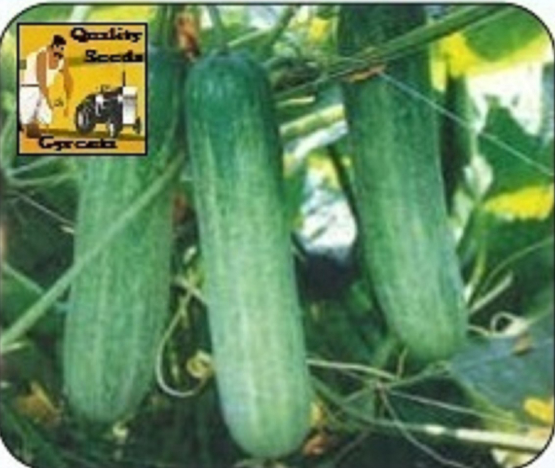 CUCUMBER