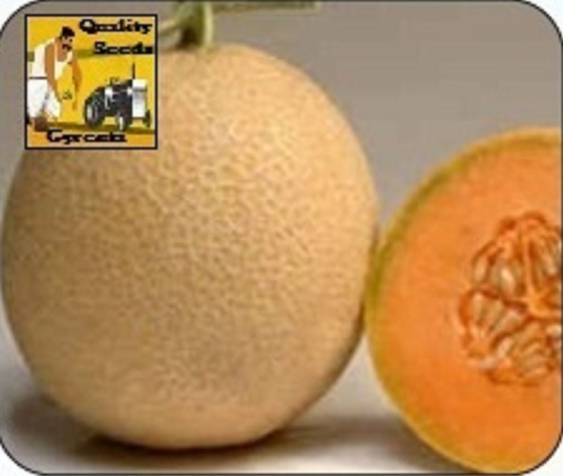 MUSKMELON
