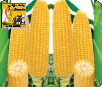 MAIZE
